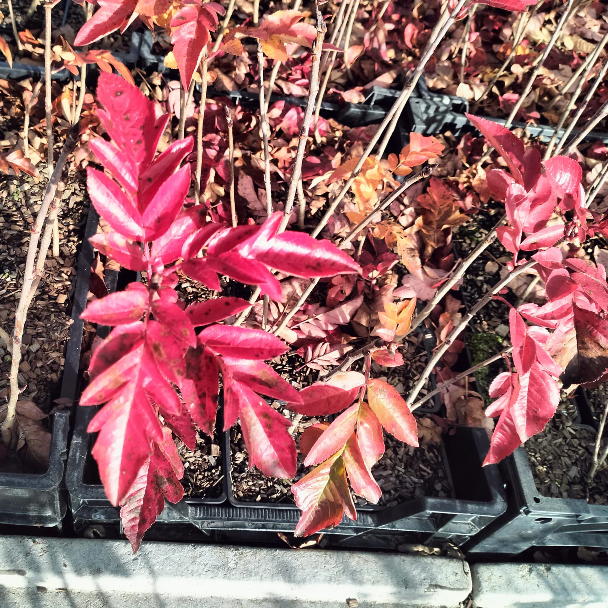 Sorbus 'Burka / Grootvruchtige lijsterbes