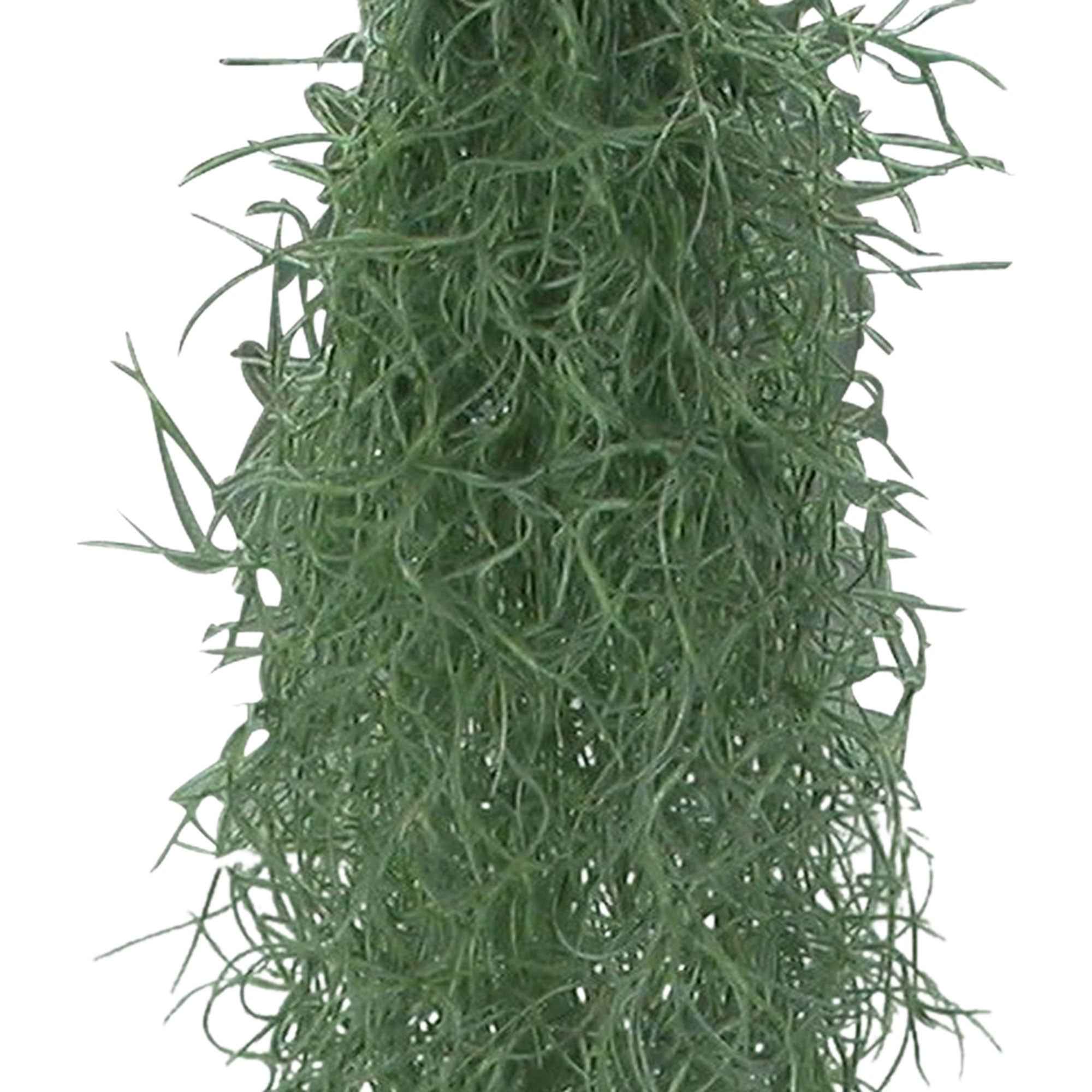 Spaans mos - Image 2