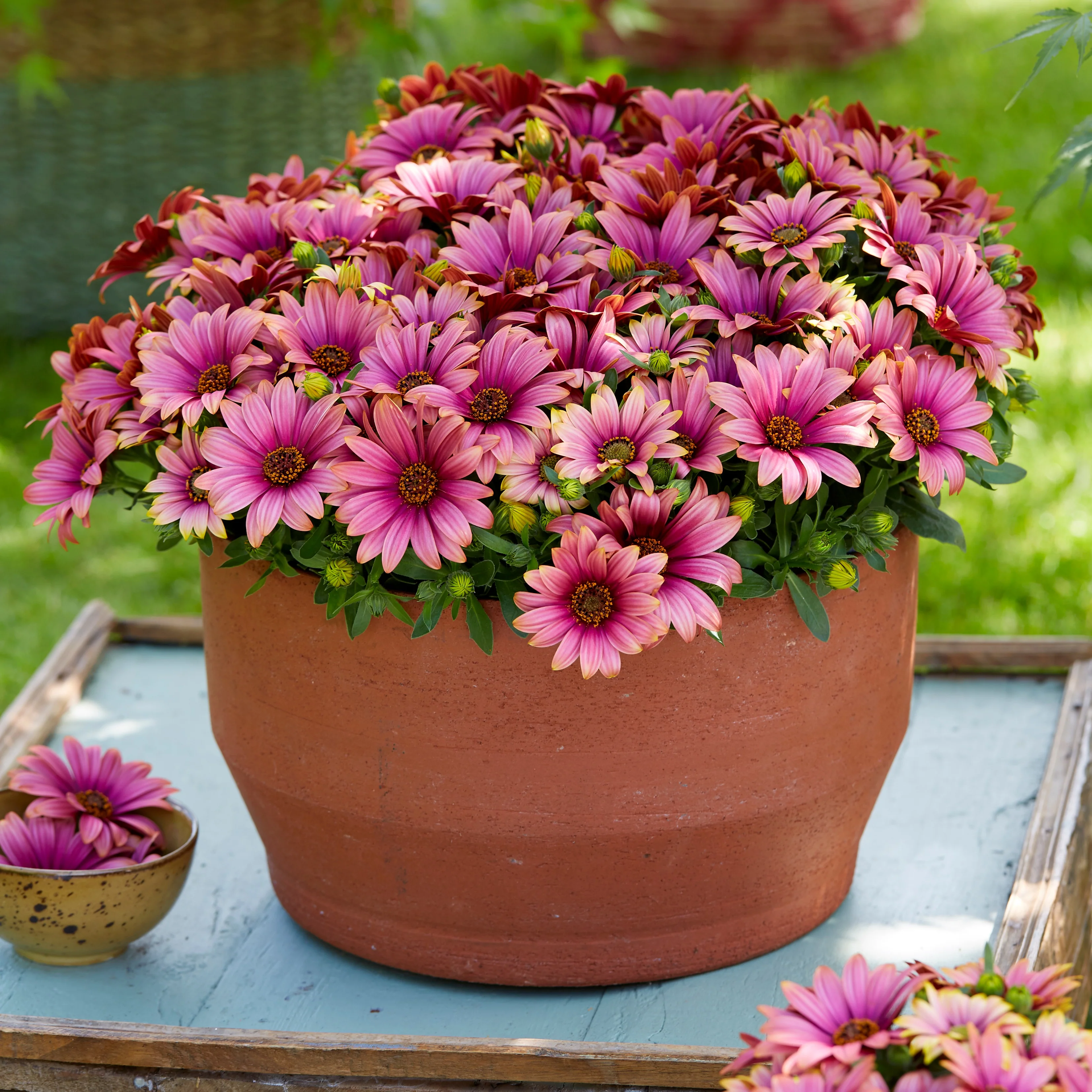 Spaanse margriet 'Havilah' - Image 2