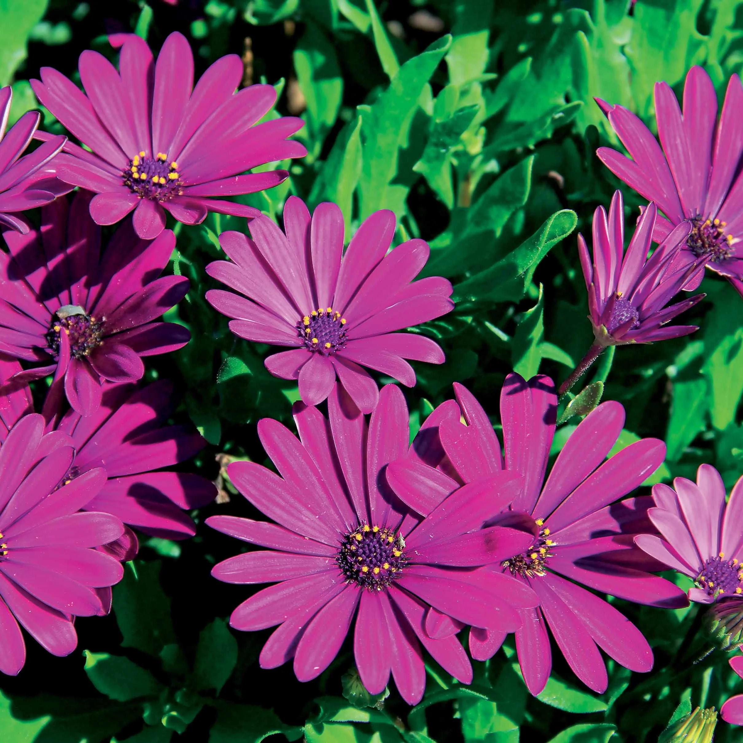Spaanse margriet - paars (x3) - Image 2