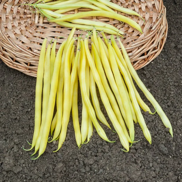 Sperzieboom 'Roquencourt'