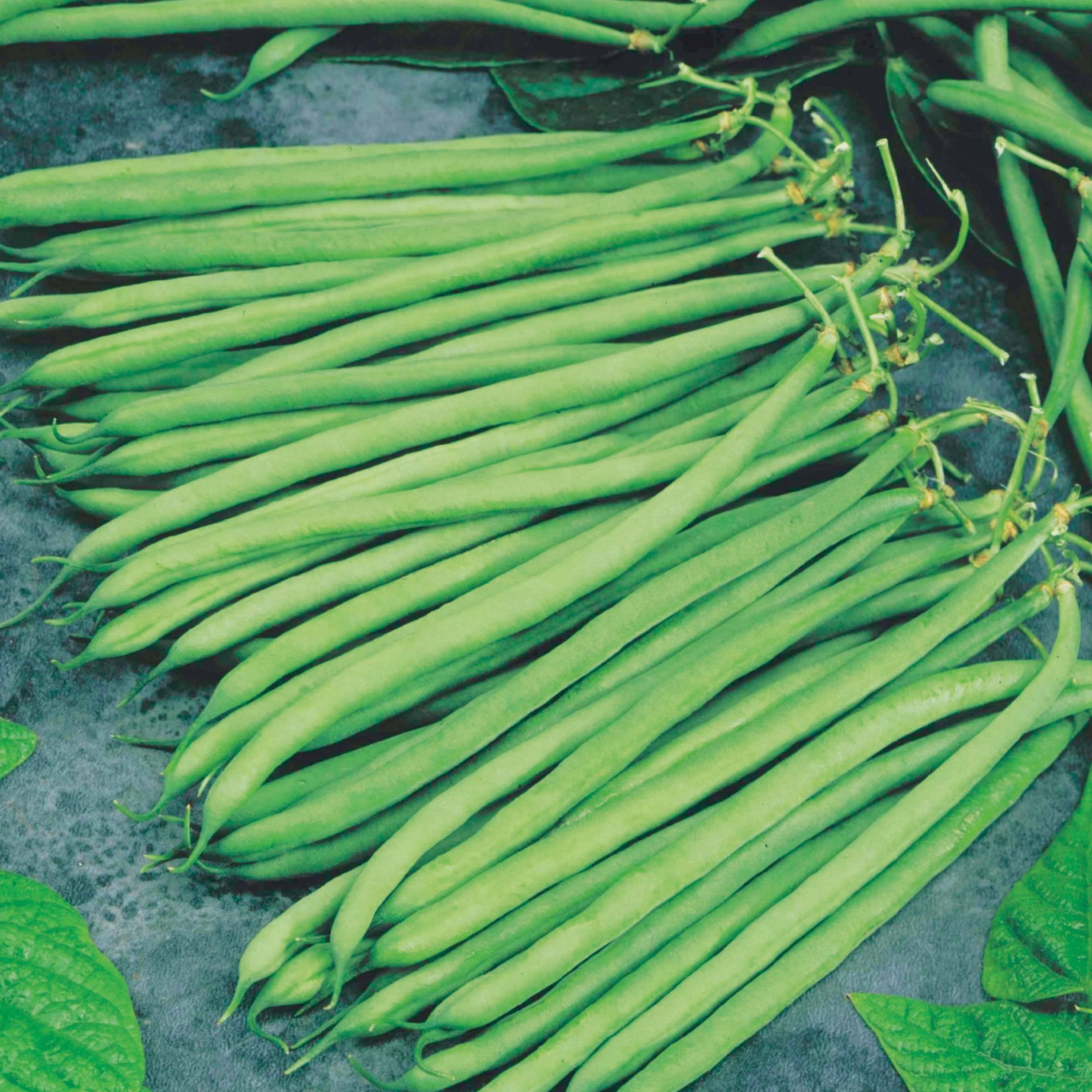 Sperzieboon 'Altona'