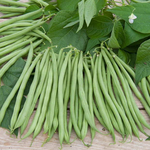 Sperzieboon 'Gautier'