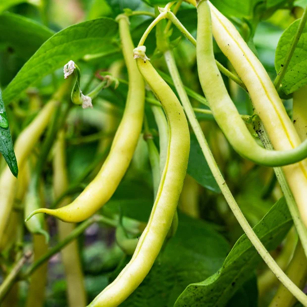 Sperzieboon 'Kinghorn Wax'