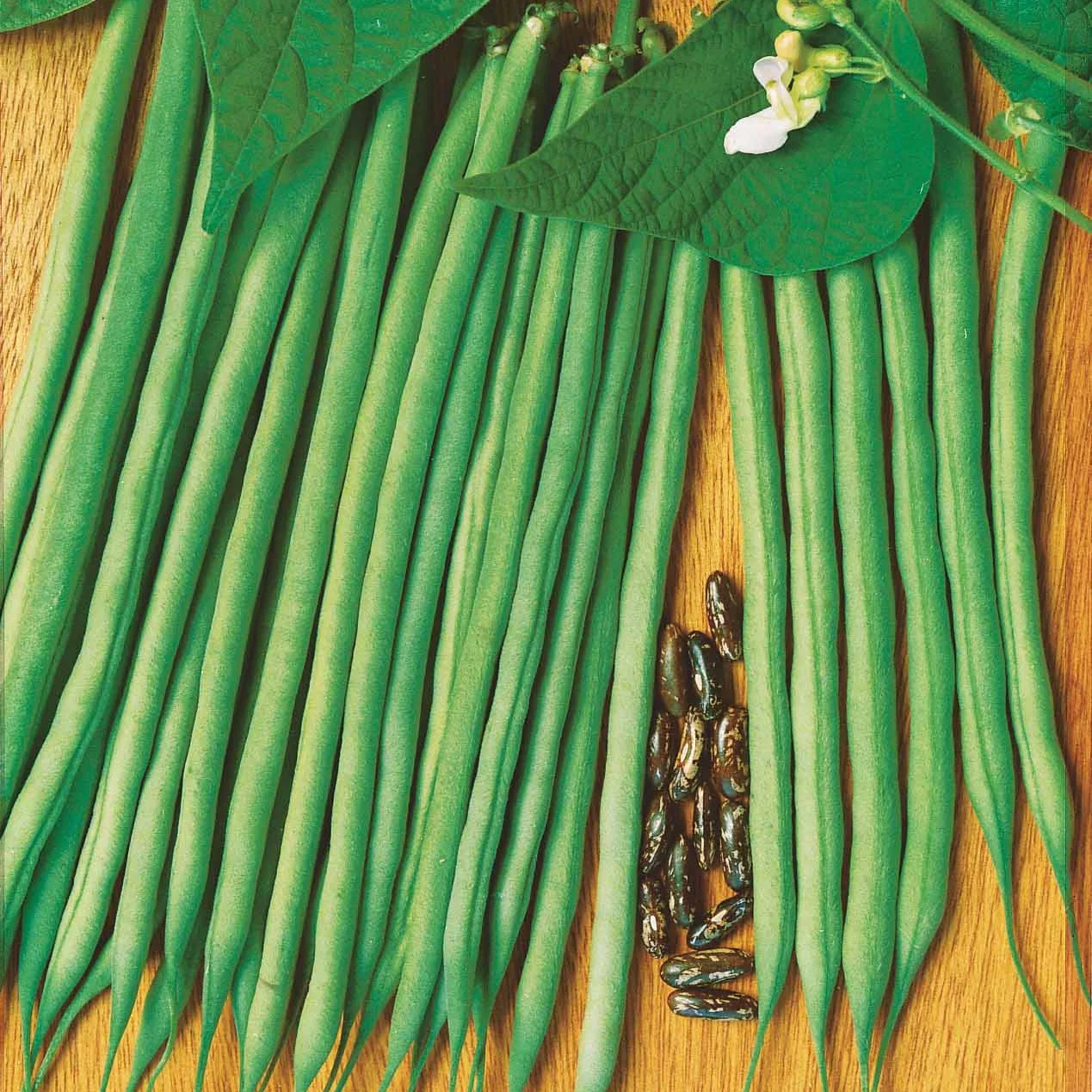 Sperzieboon 'Molière'