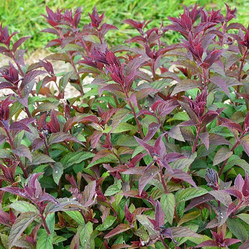 Spierstruik 'Merlo® Green' - Image 2