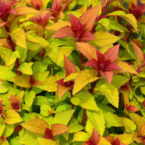 Spierstruik 'Merlo® Star'