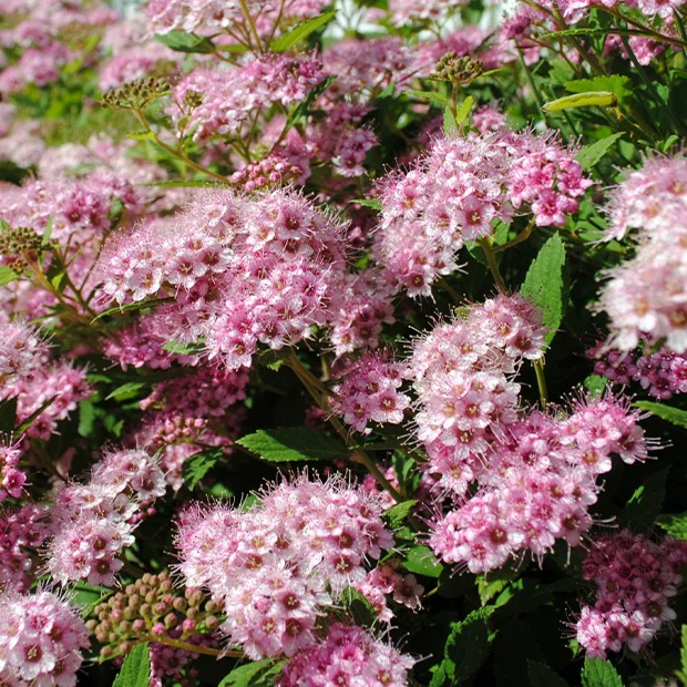 Spierstruik 'Shirobana'