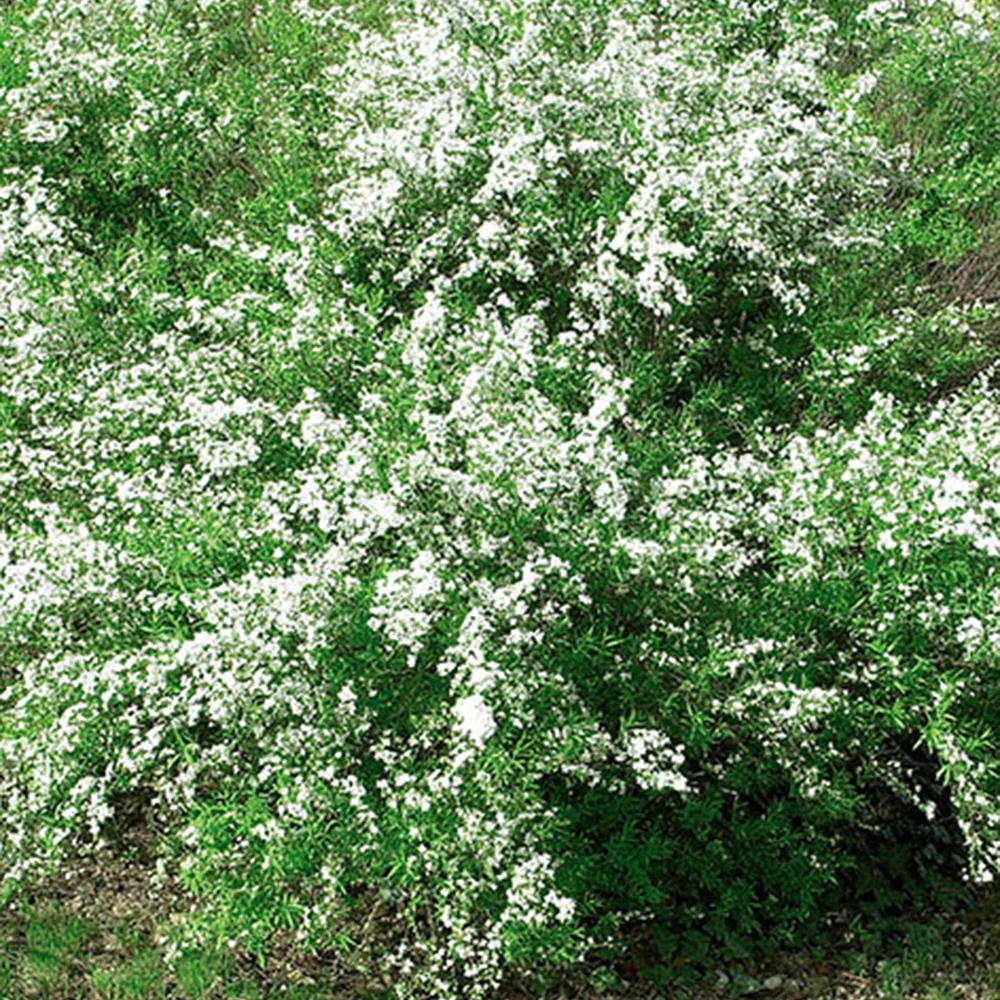 Spierstruik thungergii - Image 2