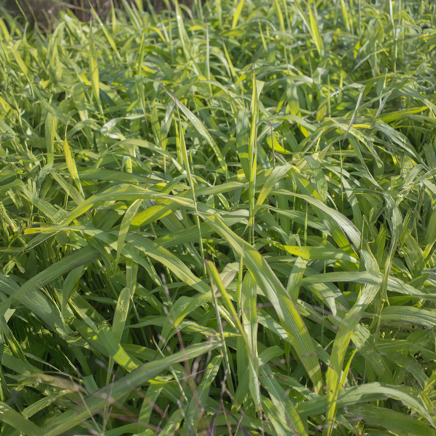 Spodiopogon sibiricus 'West Lake'