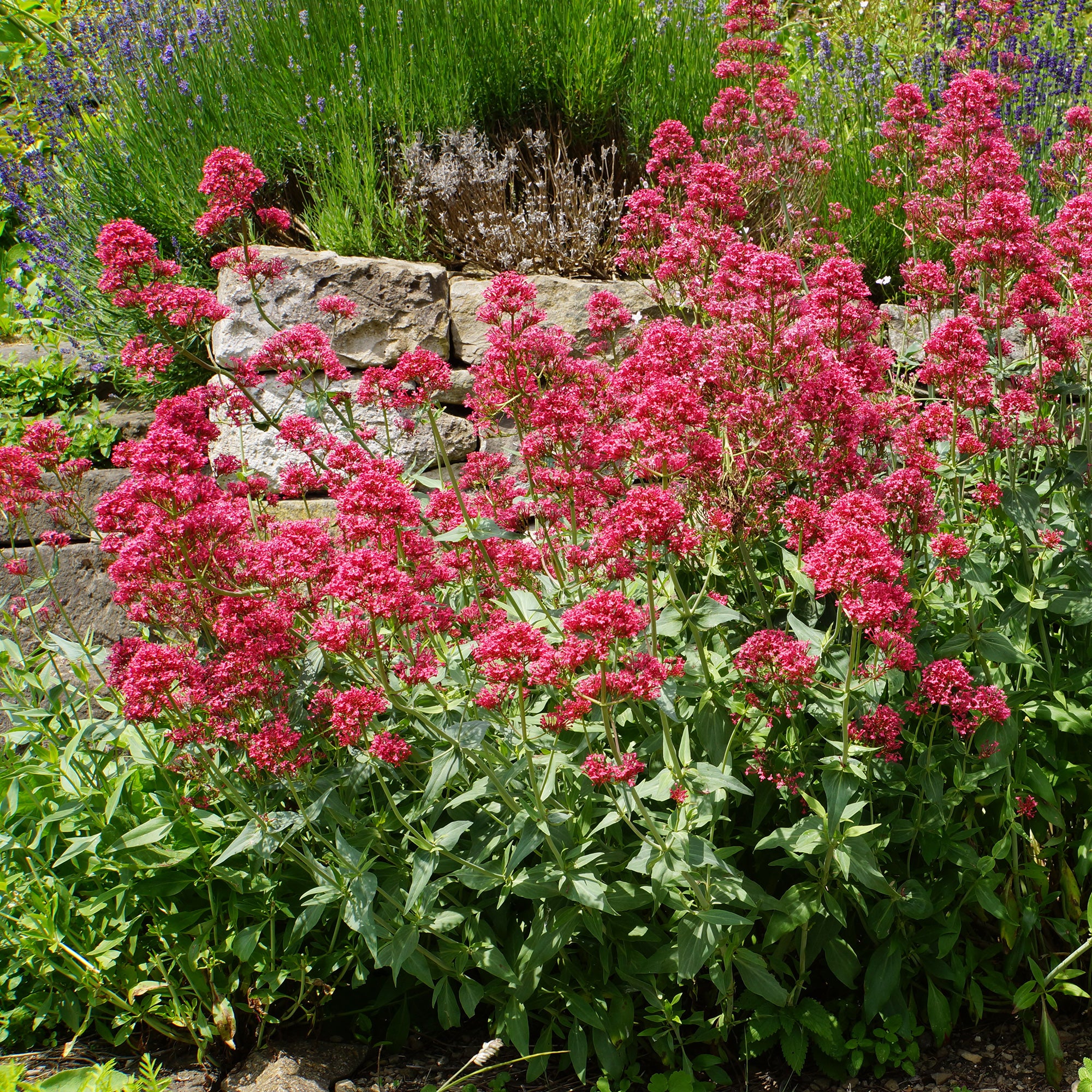 Spoorbloem - rood