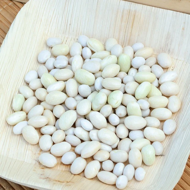 Stamdroogboon 'Coco Blanc Précoce' - Image 2