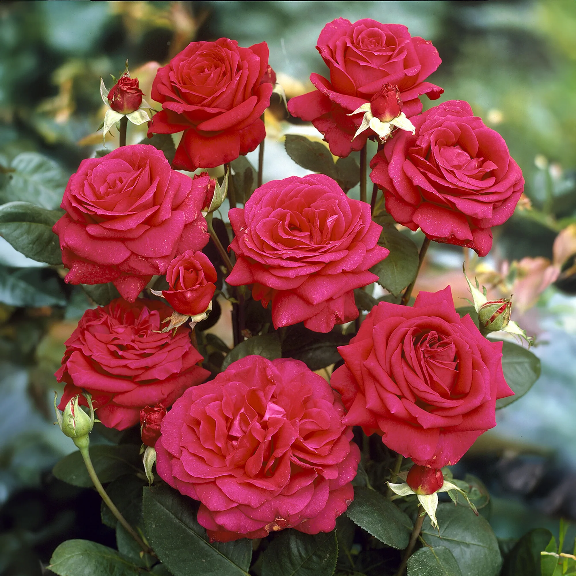 Stamrozen Mix 'Walztime'+ 'Sunsilk' + 'Dame de Coeur' (x3) - Image 6