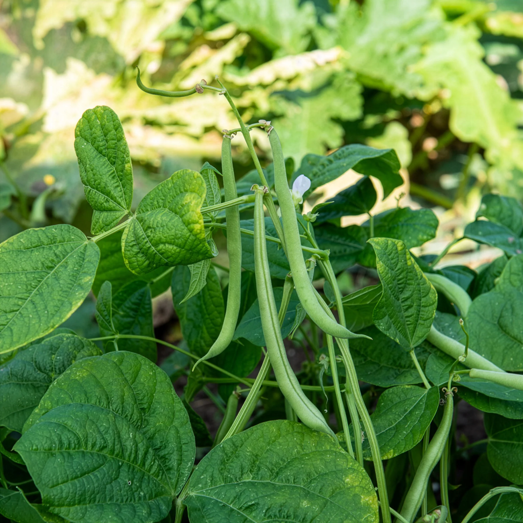 Stamslabonen 'Maxi'