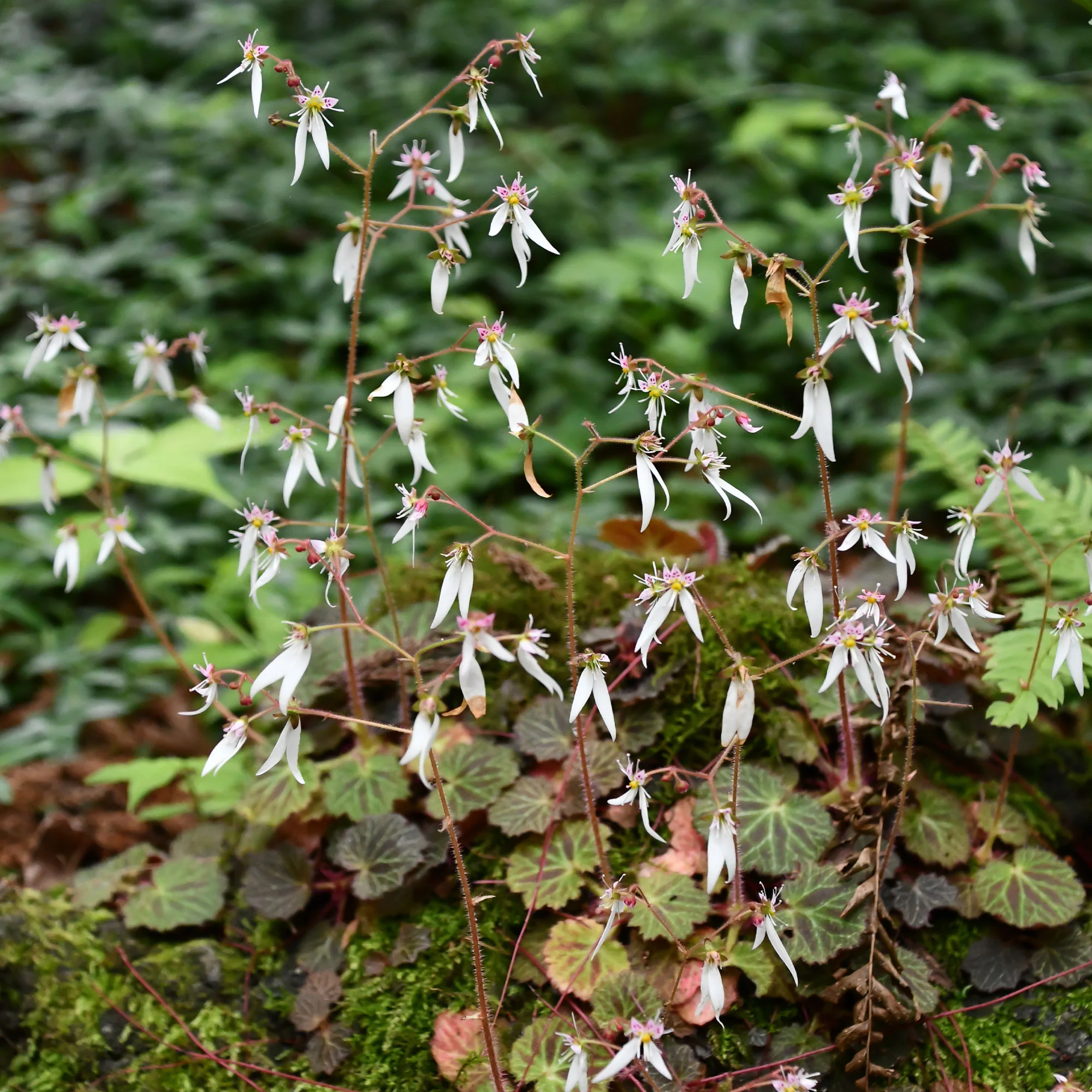Steenbreek Cuscutiformis