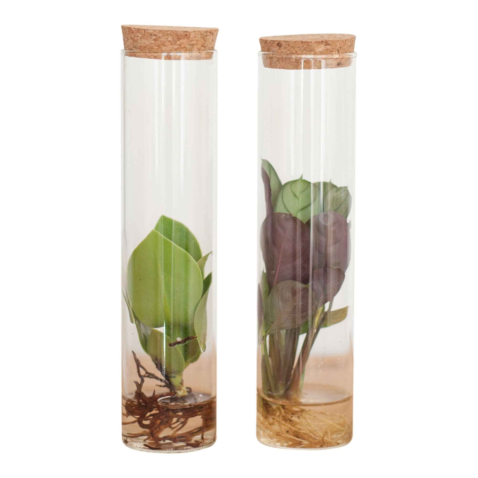 Stekmix in Tube glas - Hydroponie - Image 2