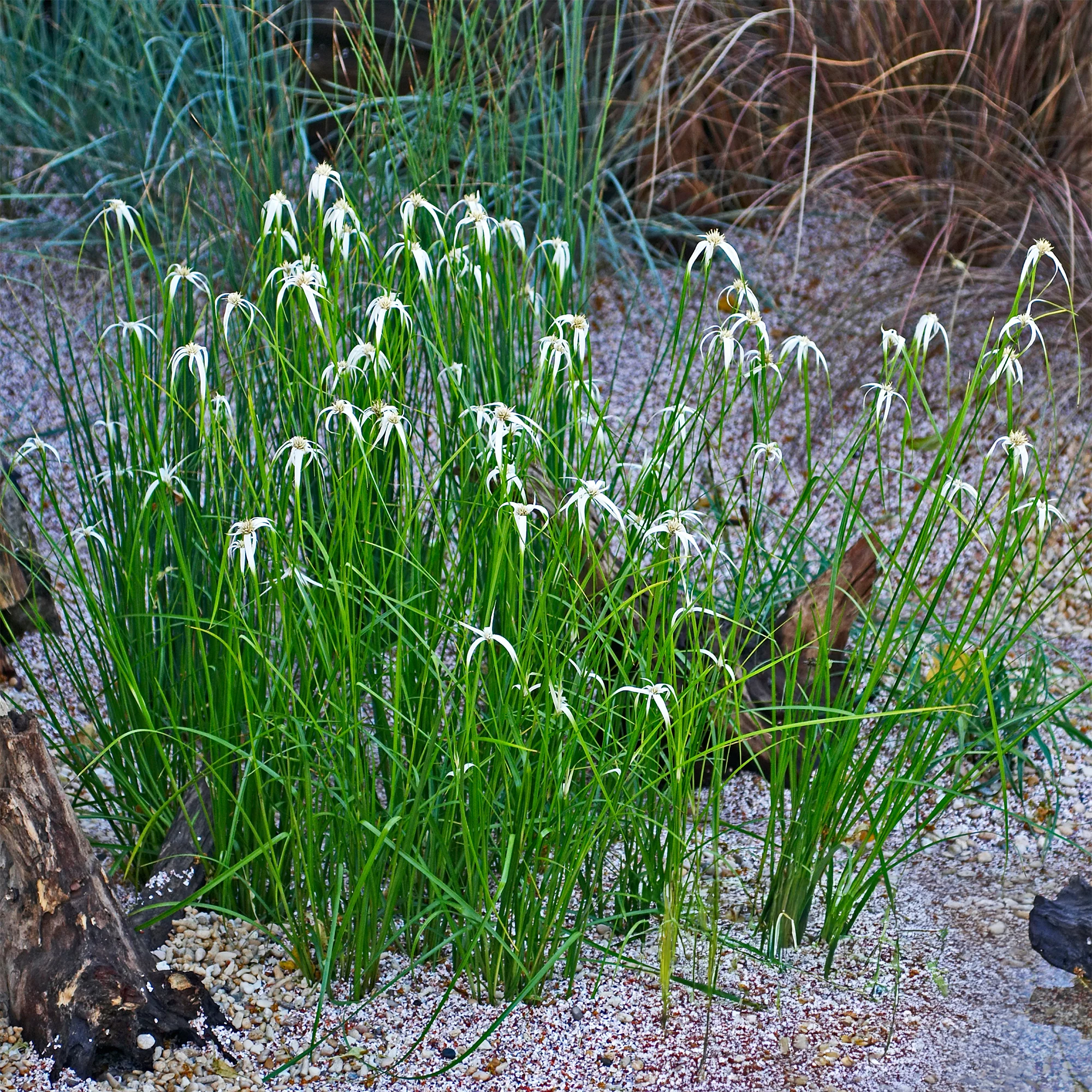 Stergras - Image 2