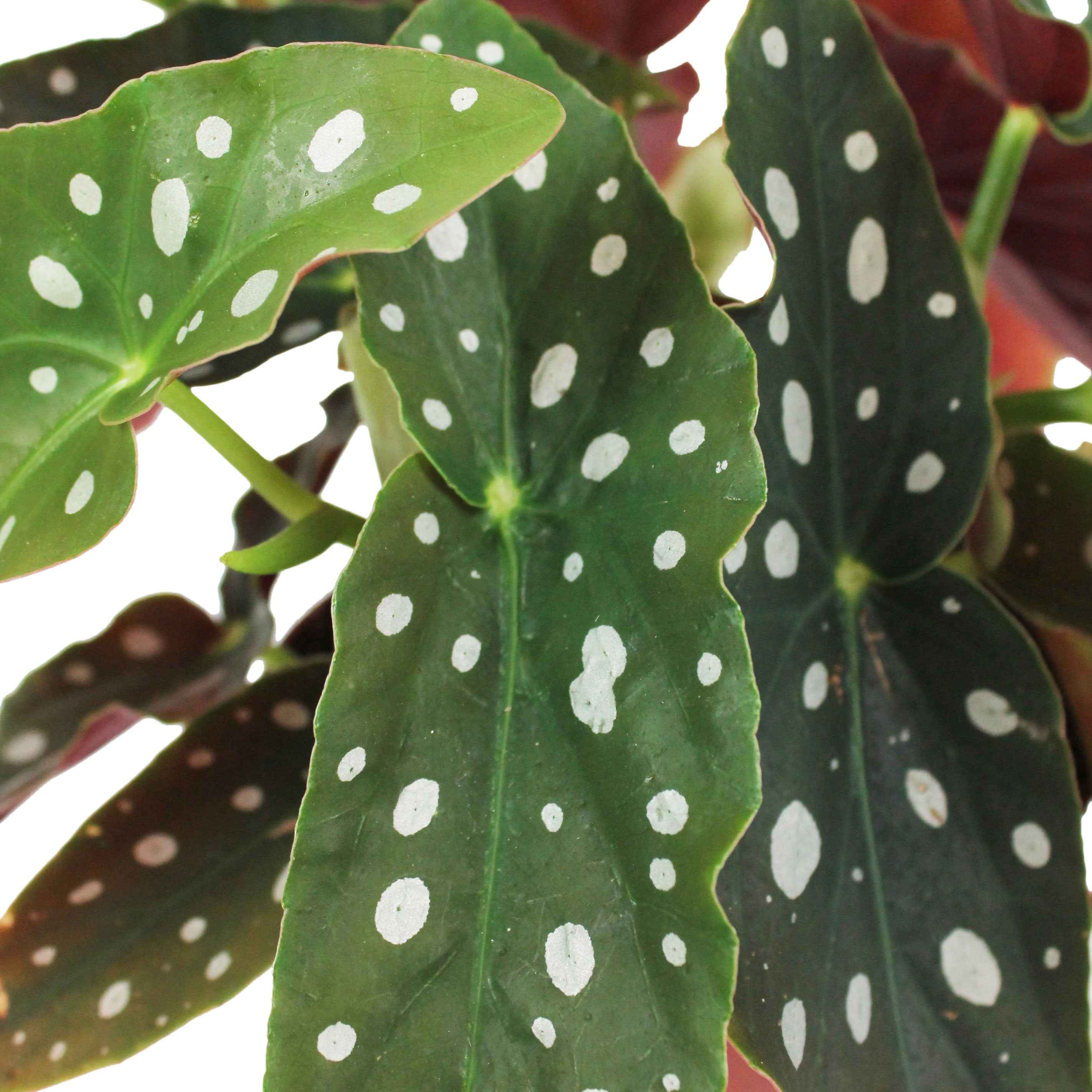 Stippenbegonia