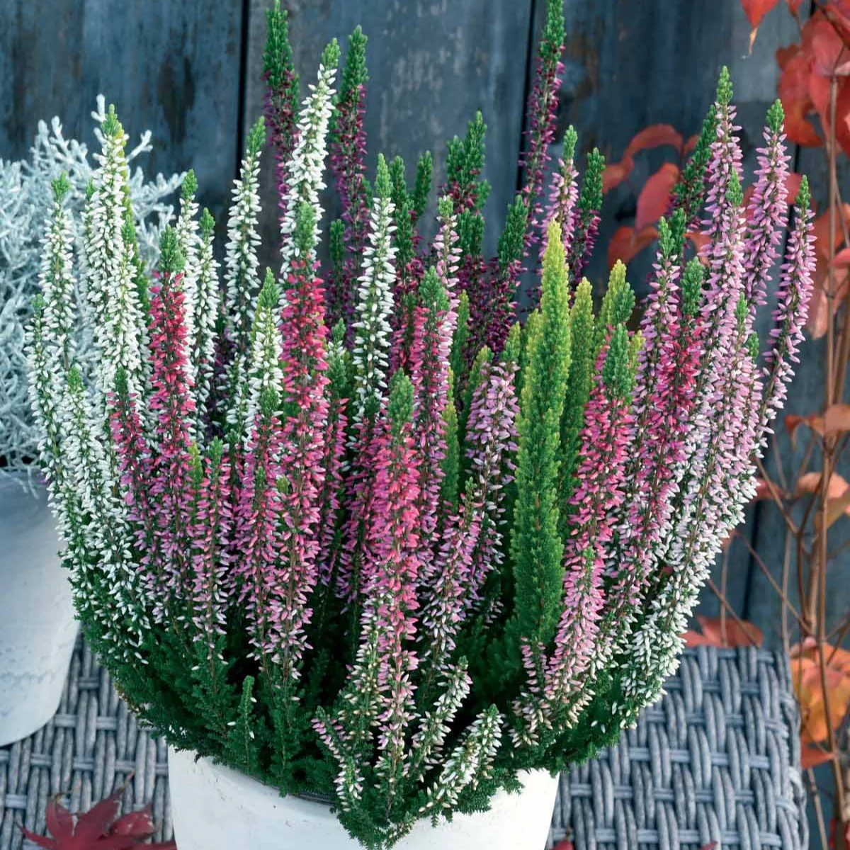 Struikheide - rood + wit + roze (x3)