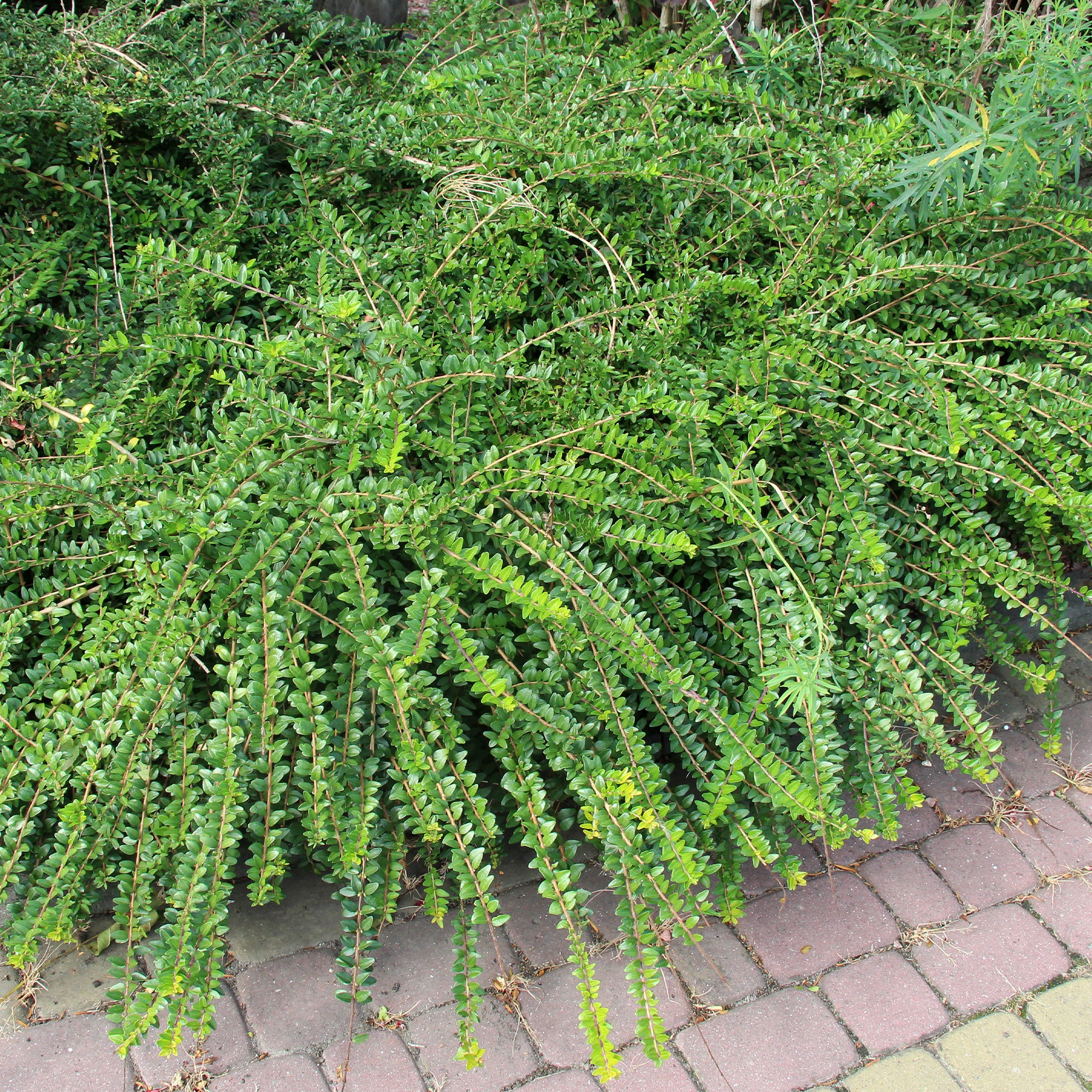 Struikkamperfoelie - Image 2