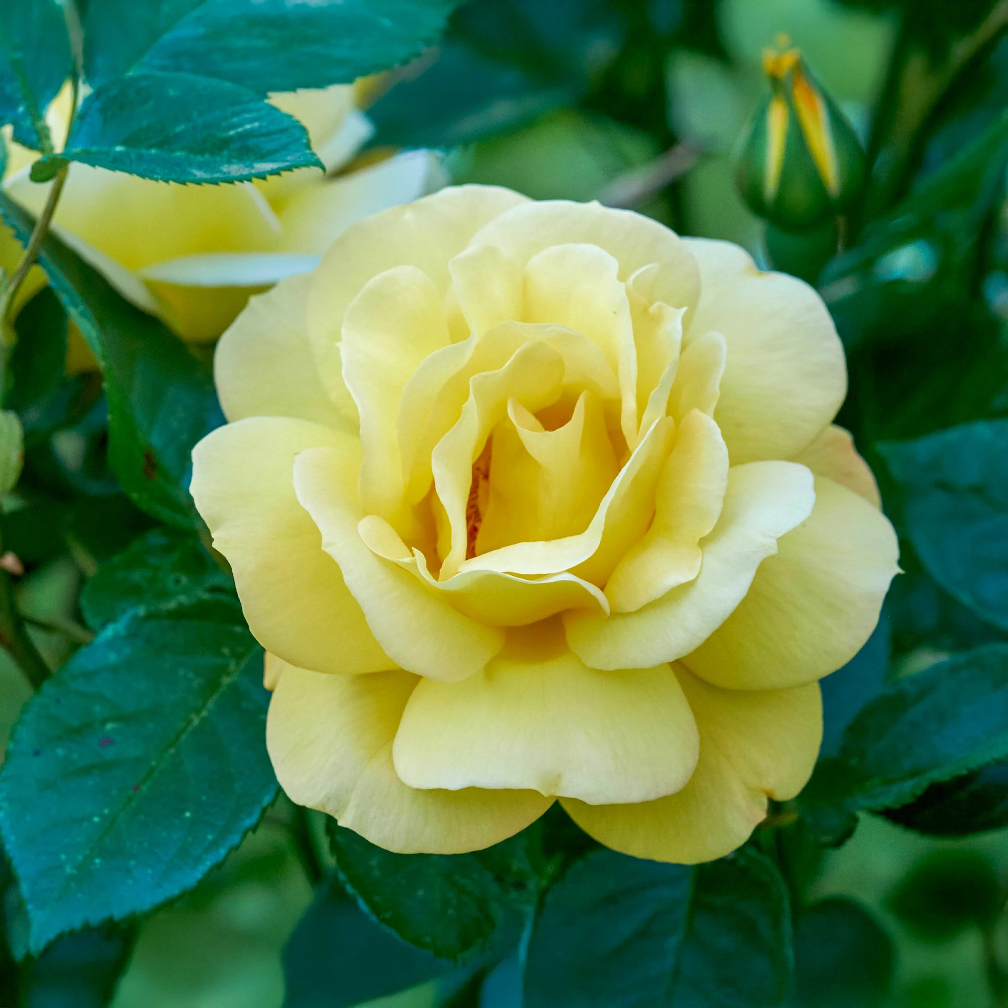 Struikroos Rosa 'Arthur Bell' - Image 2