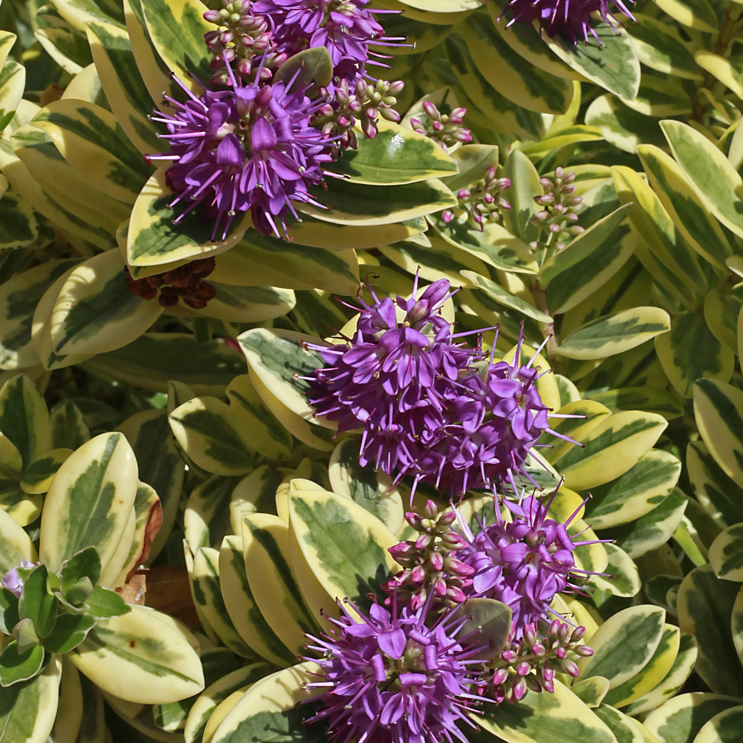 Struikveronica 'Variegata' - Image 2