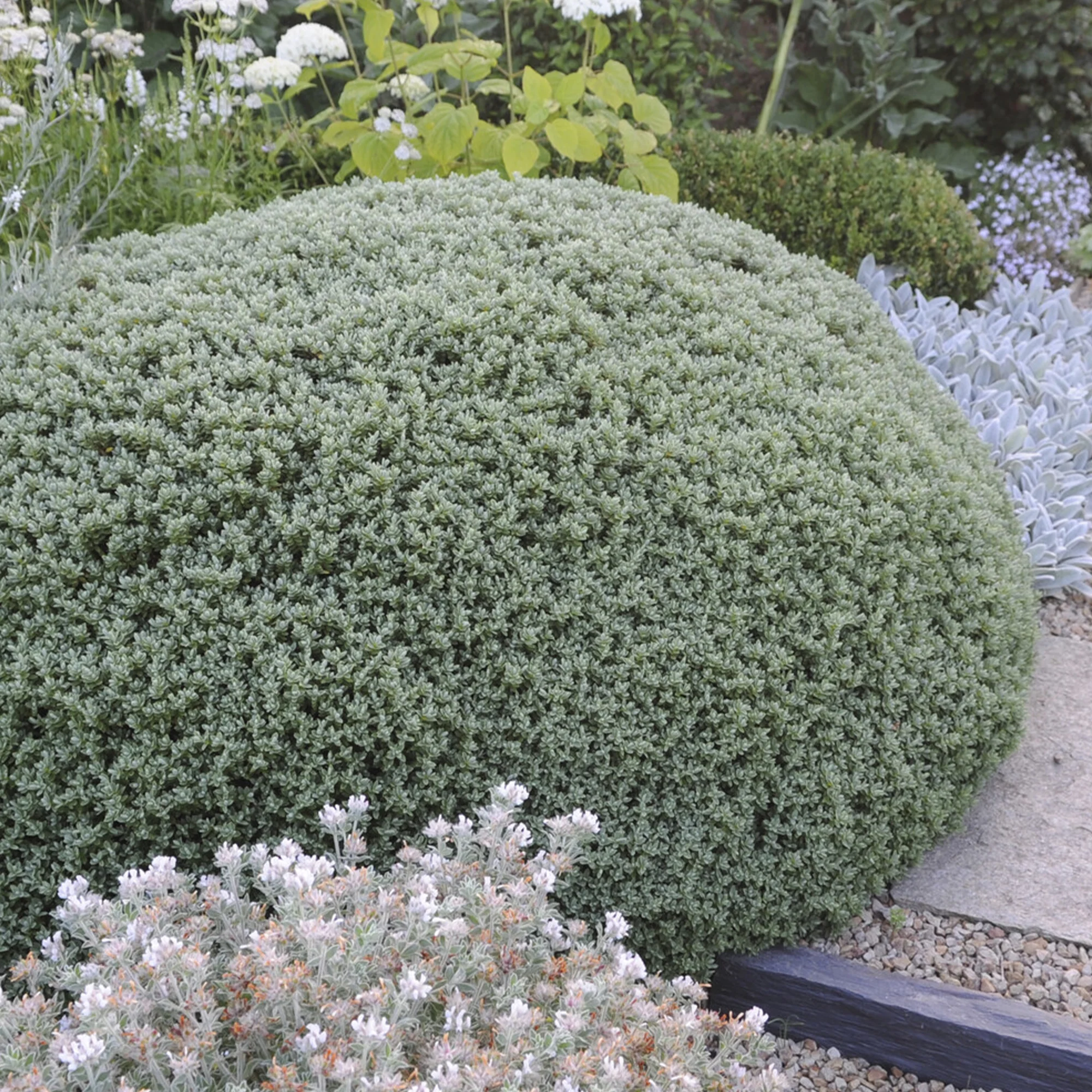 Struikveronicastruik Sutherlandii - Image 2