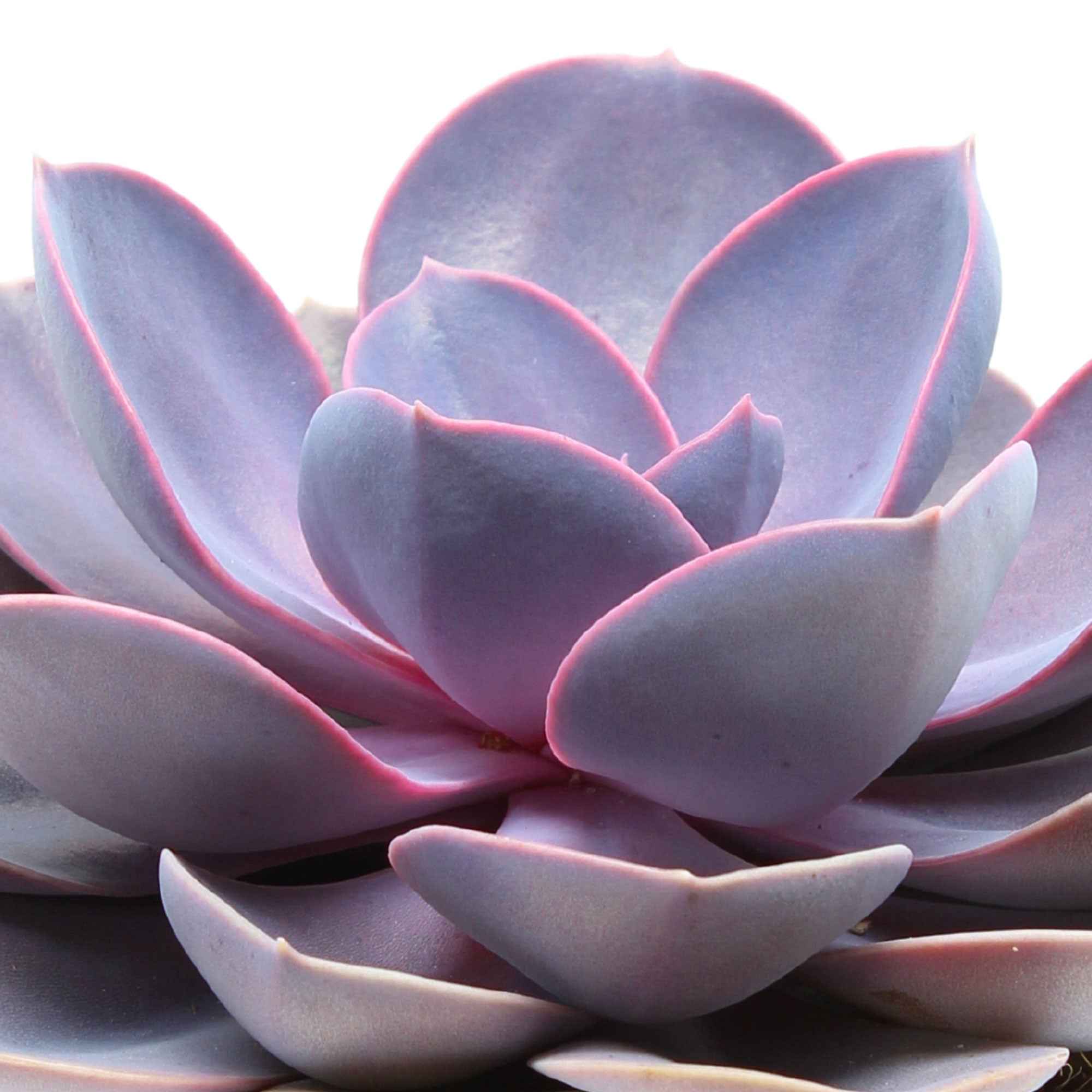 Succulent Echeveria 'Purple Pearl' - Image 2