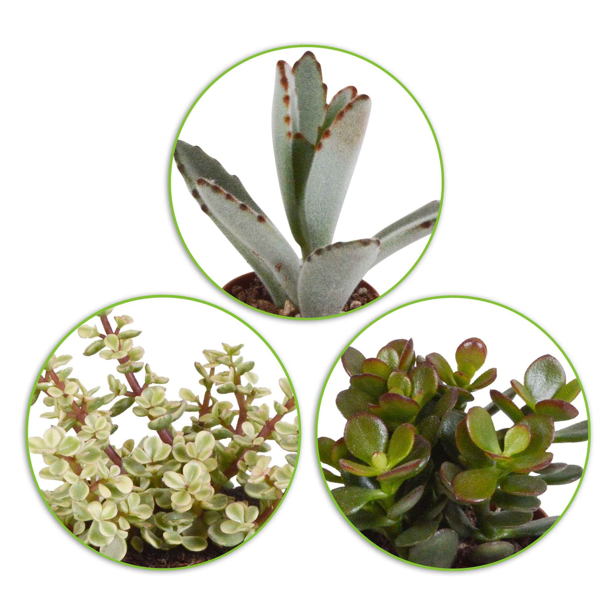 Succulent Mix