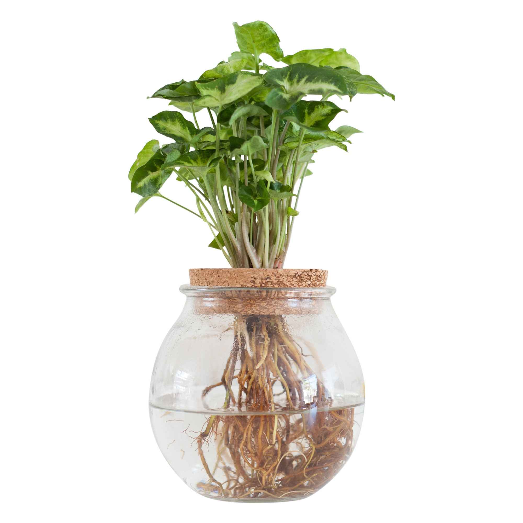 Syngonium in Bolglas - Hydroponie - Image 2