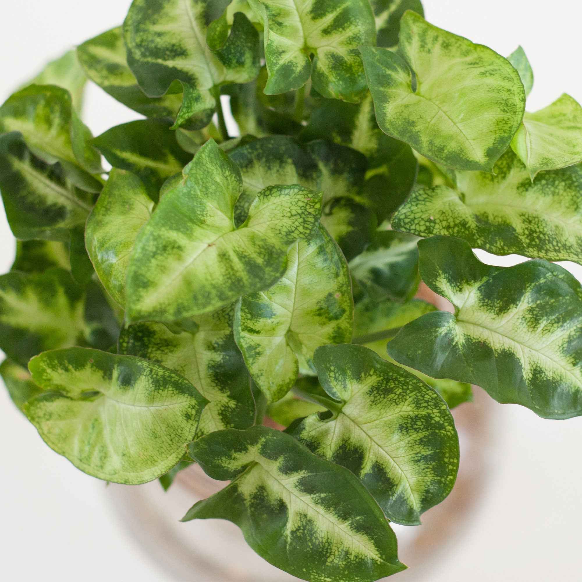 Syngonium in Bolglas - Hydroponie - Image 3