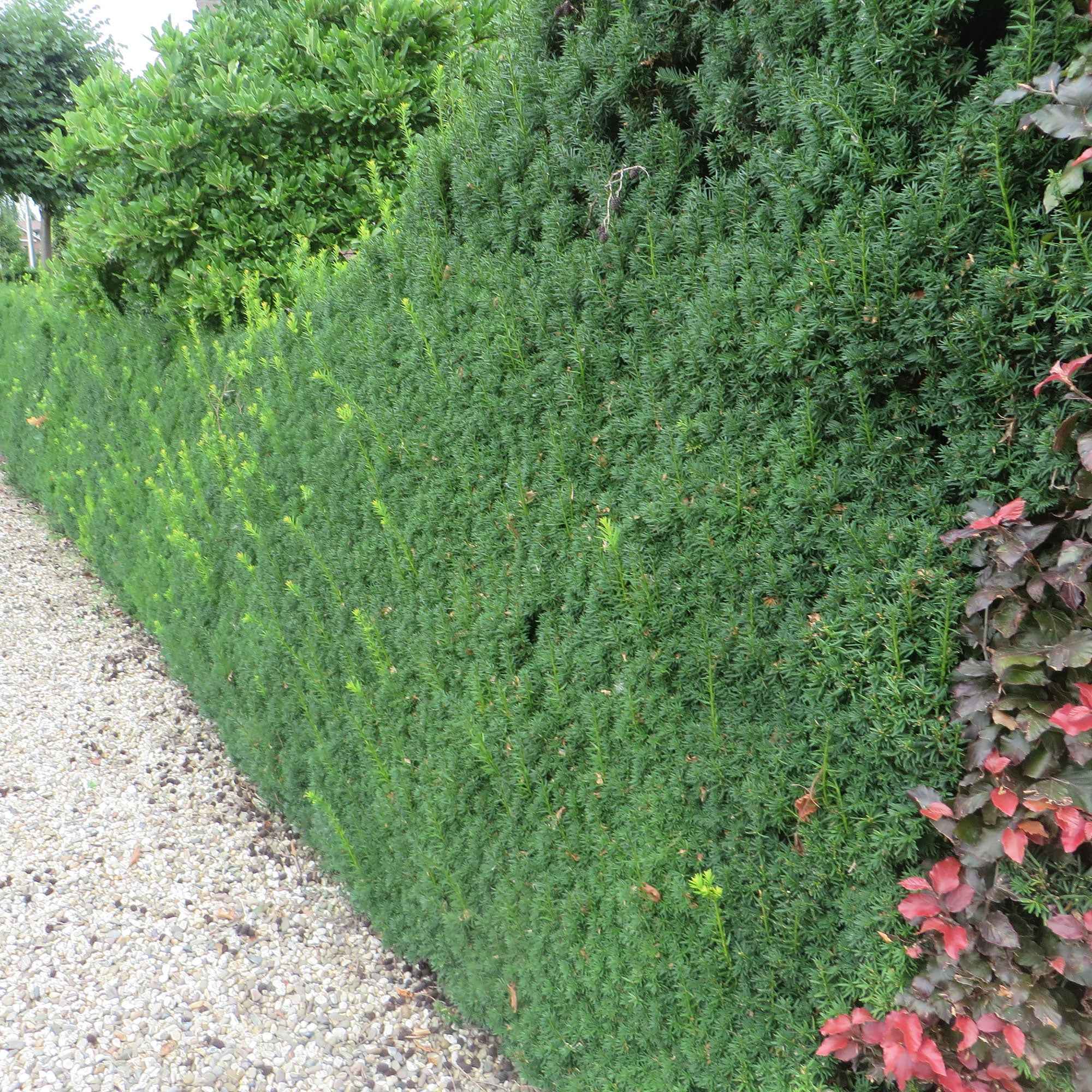 Taxus 'Hicksii' 9cm pot