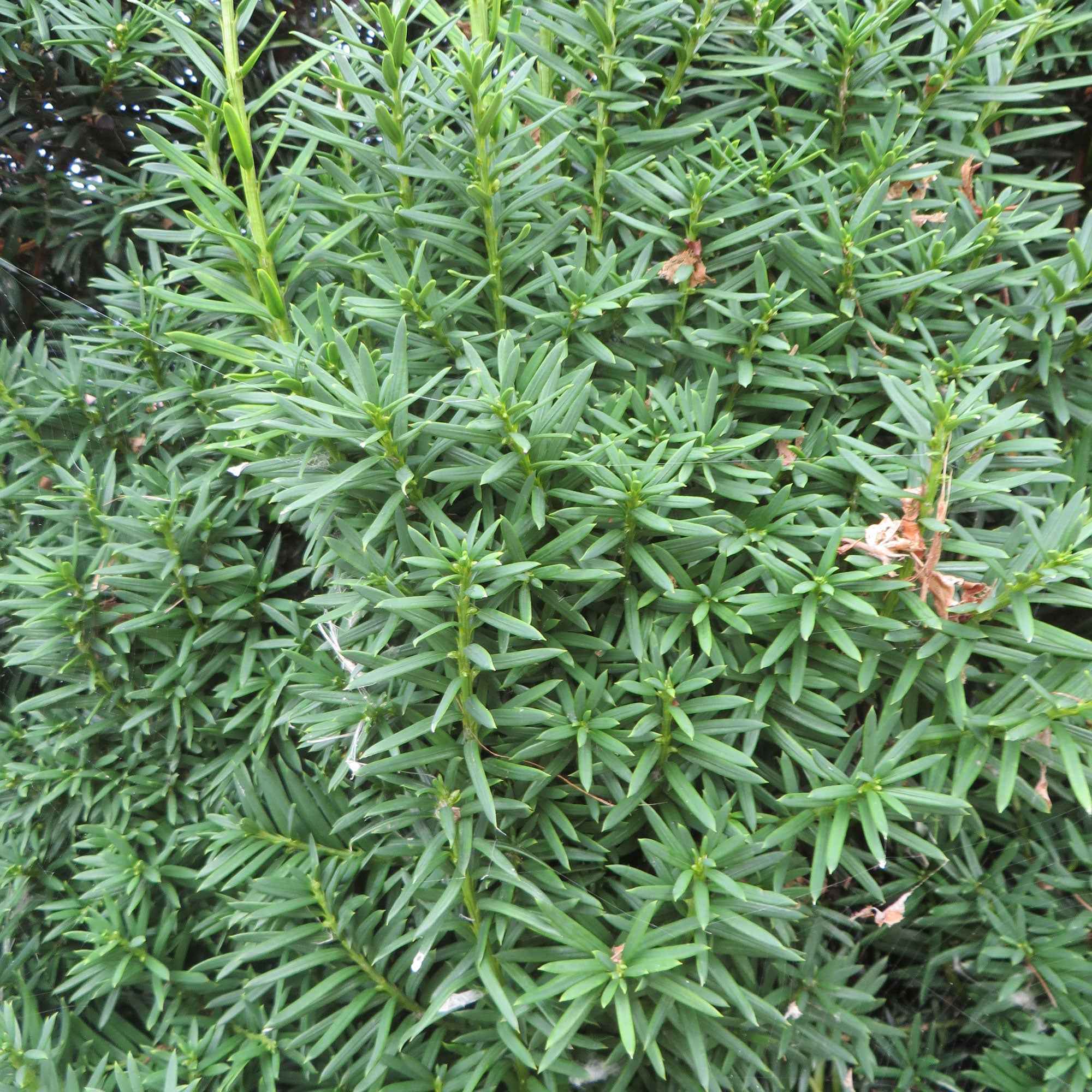 Taxus 'Hicksii' 9cm pot - Image 2