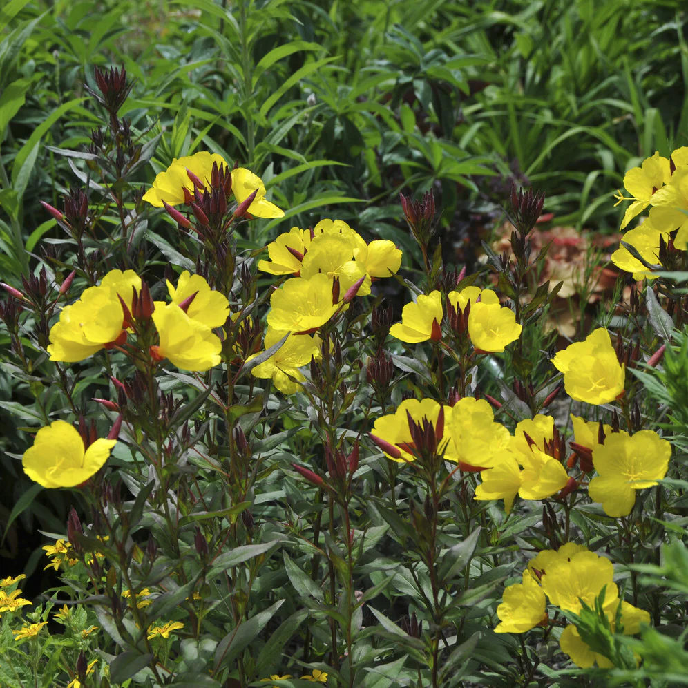 Teunisbloem 'Sonnewende'