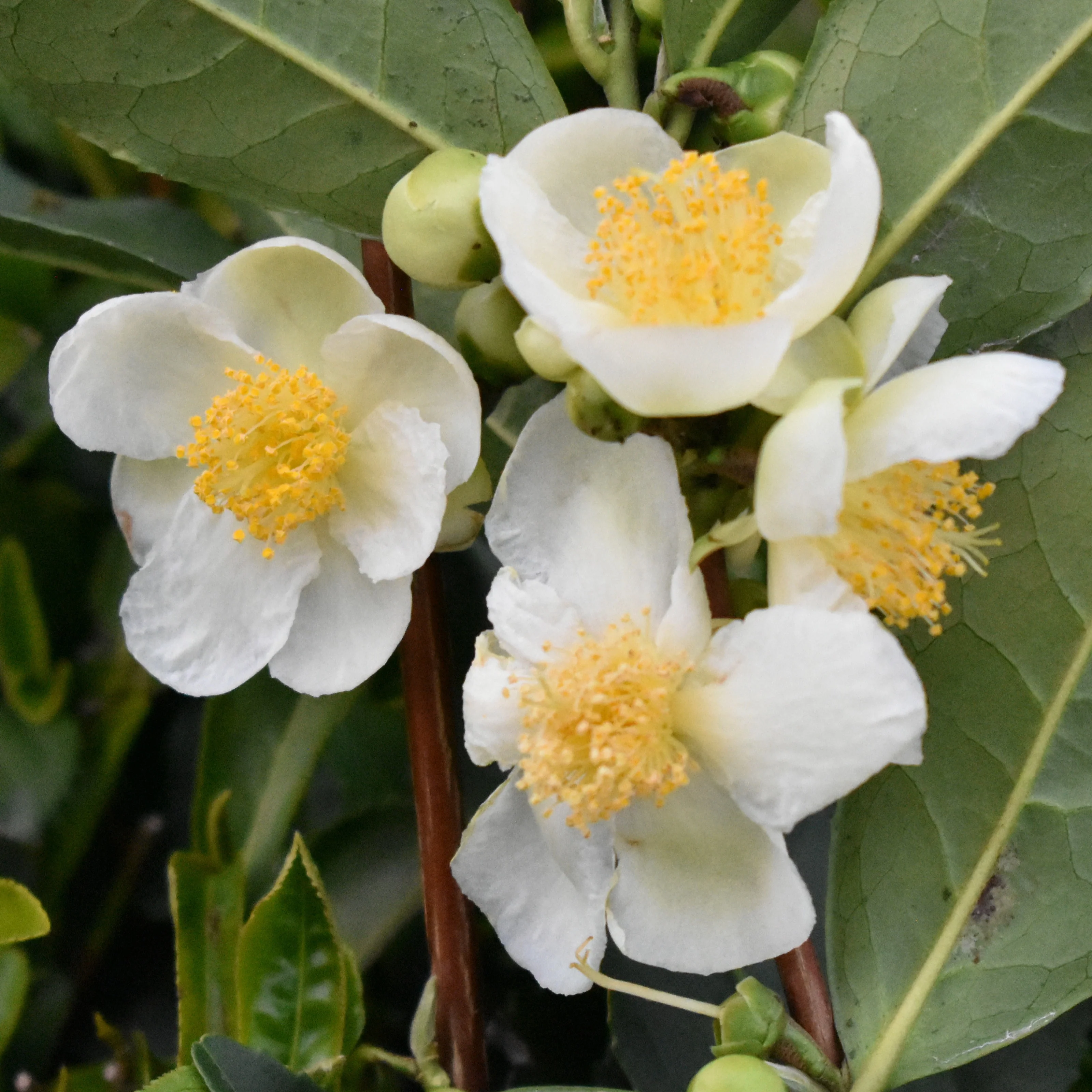 Theeplant - Image 2