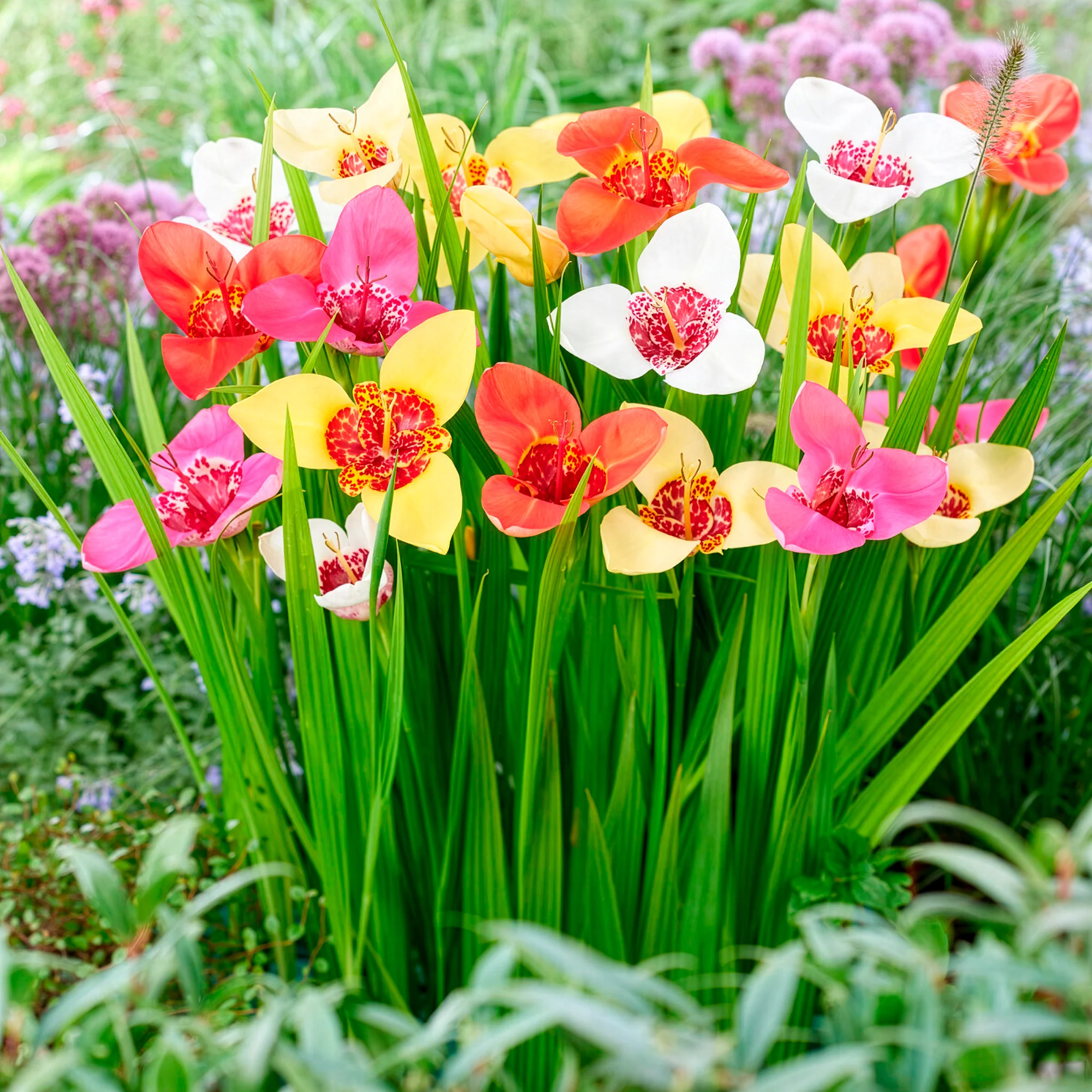 Miniatuur 2