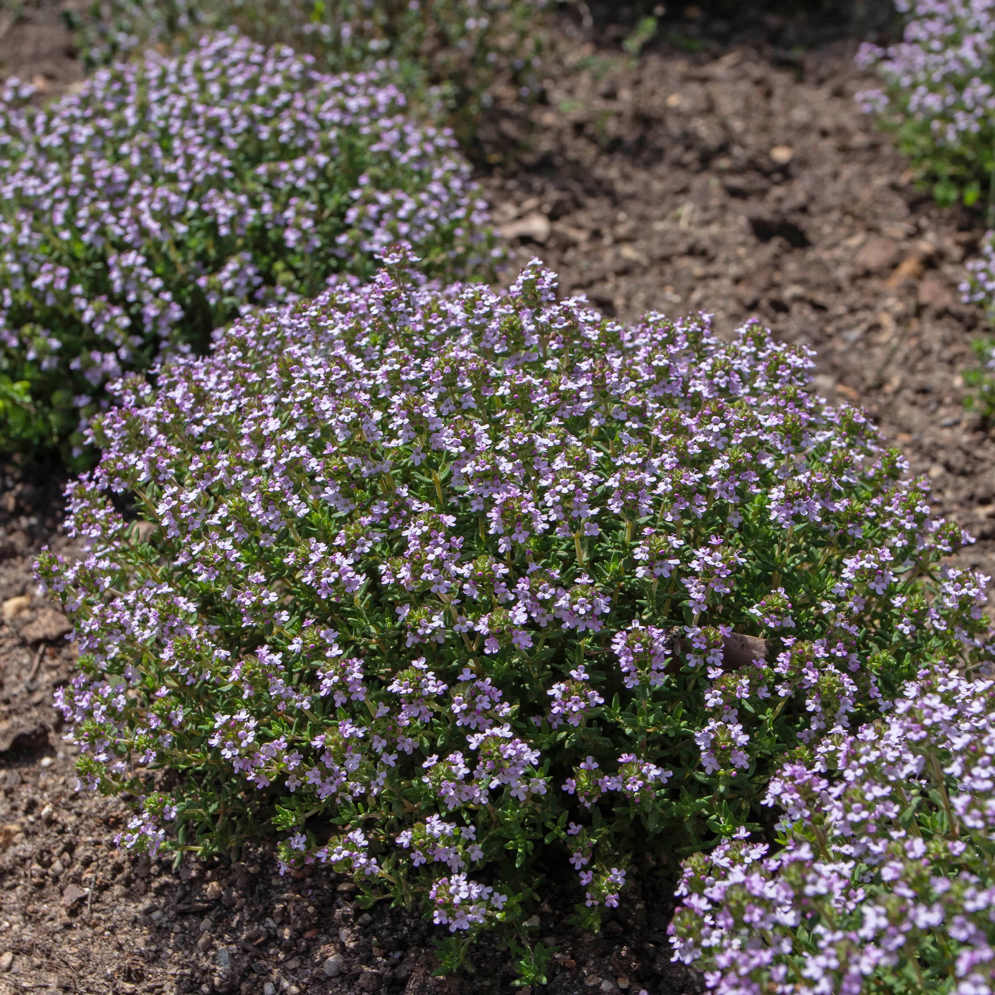 Tijm 'Compactus' - Image 3