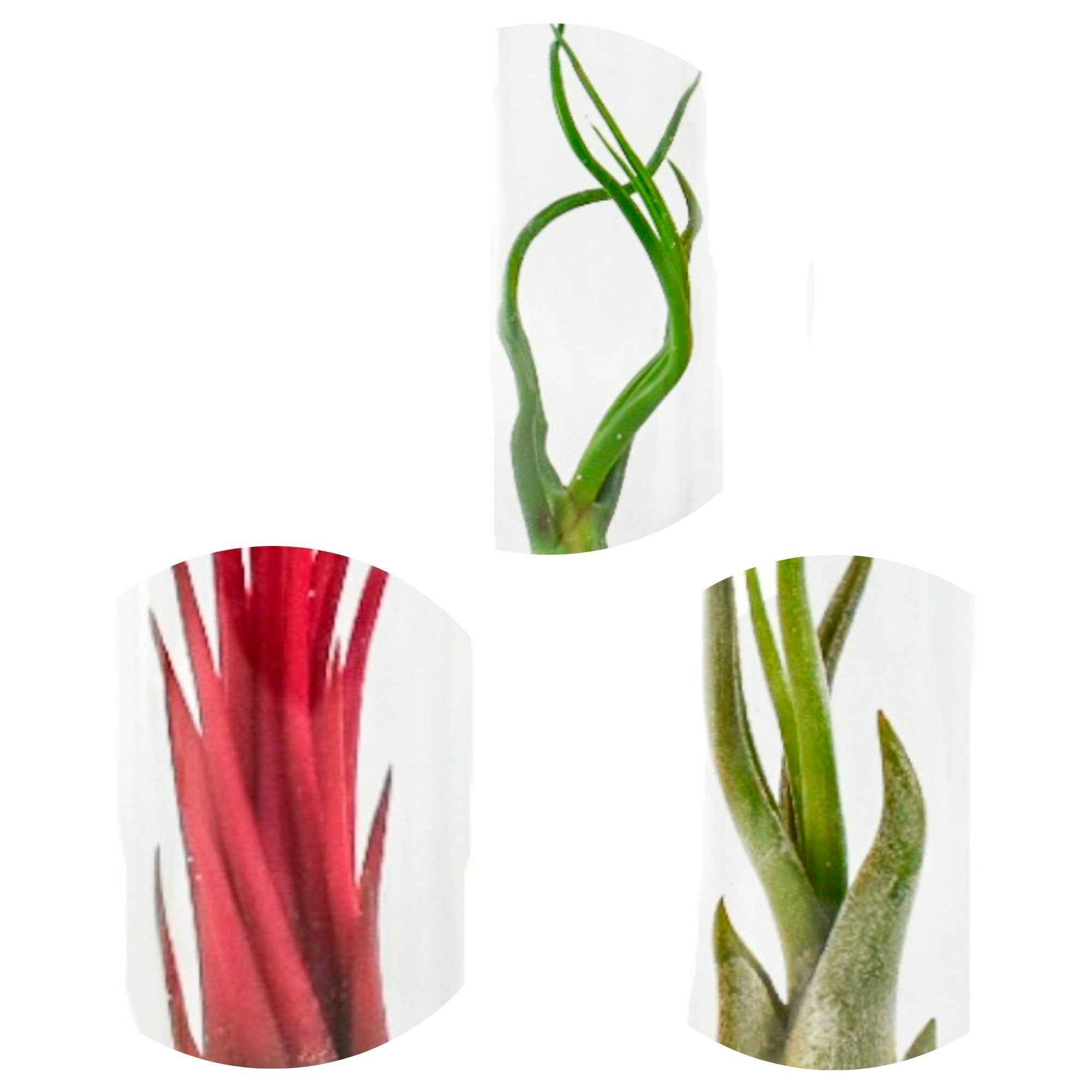 Tillandsia Mix in glazen buisjes