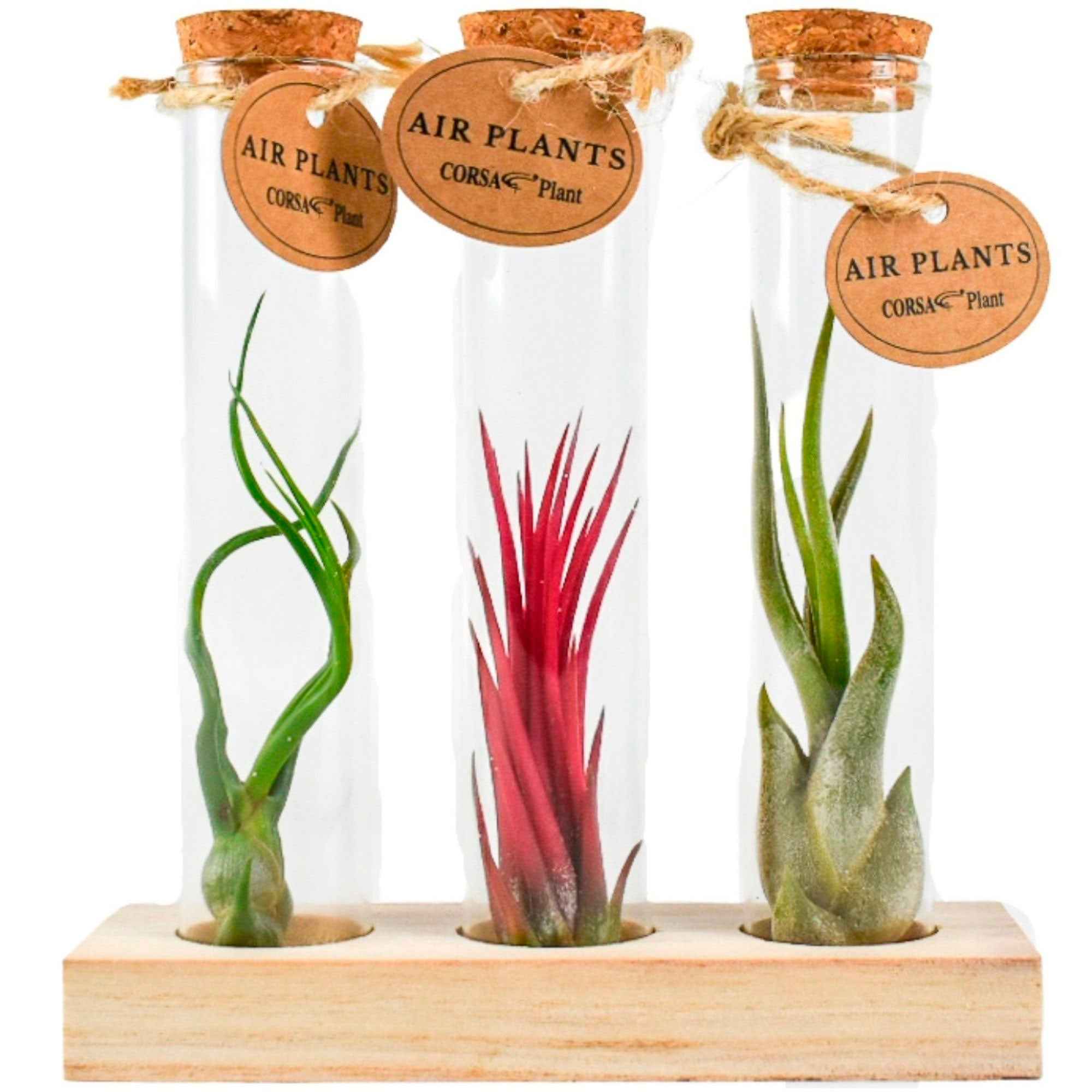 Tillandsia Mix in glazen buisjes - Image 2