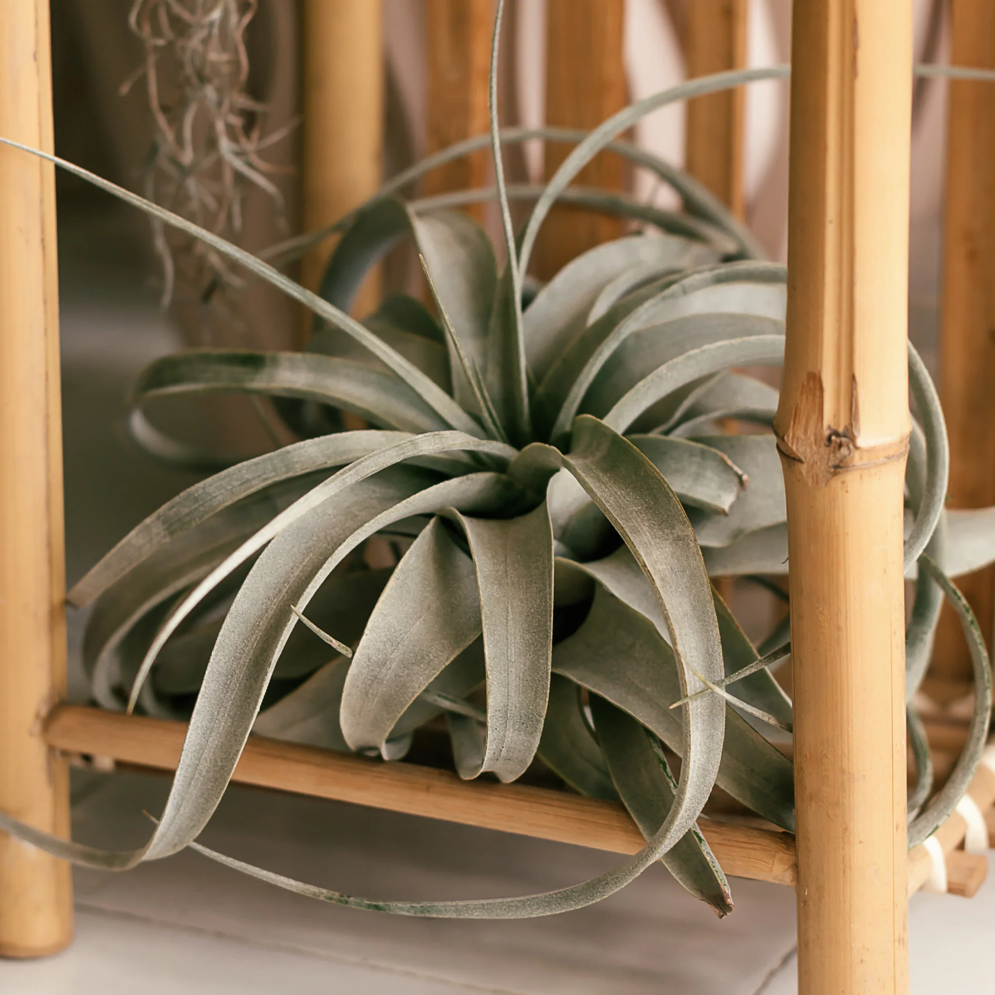 Tillandsia xerographica / Luchtplant - Image 2