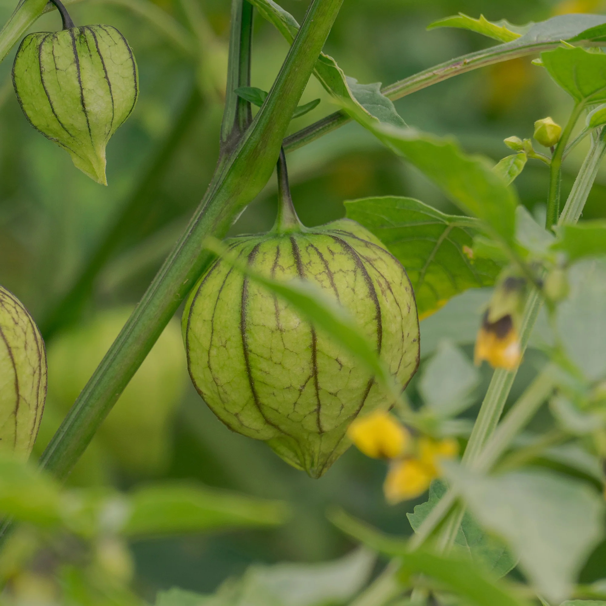 Tomatillo