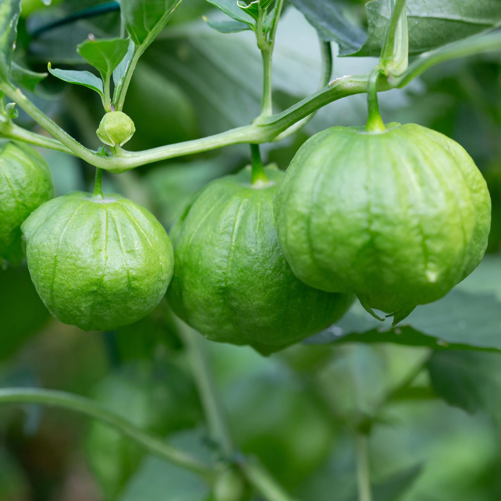 Tomatillo - Image 2