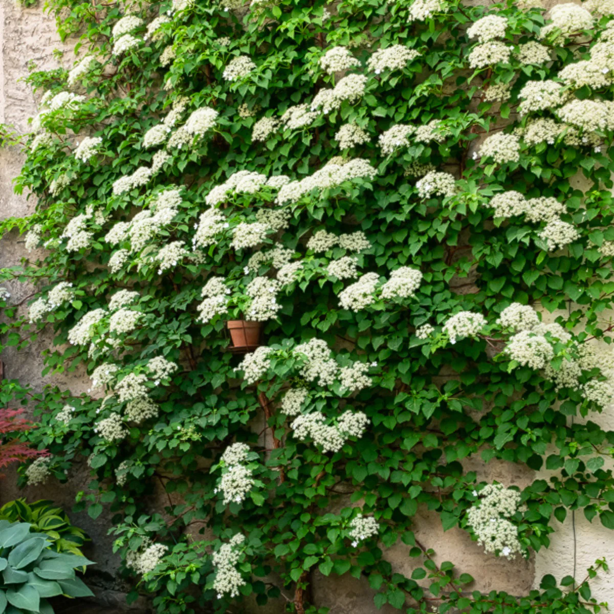 Toscaanse jasmijn, Blauwe regen, Hortensia (x3) - Image 2