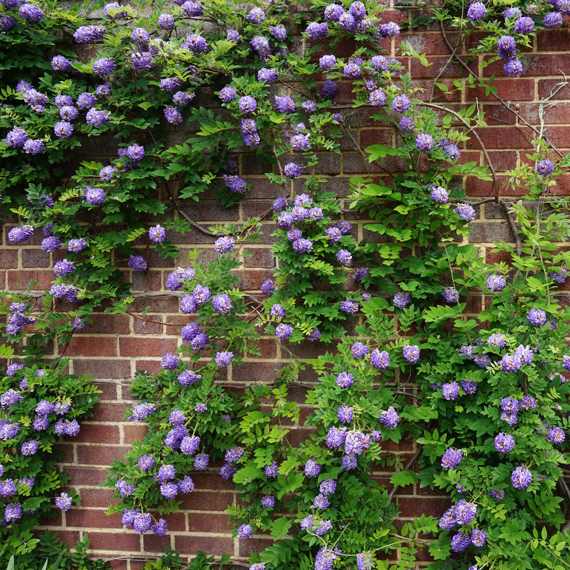 Toscaanse jasmijn, Blauwe regen, Hortensia (x3) - Image 4