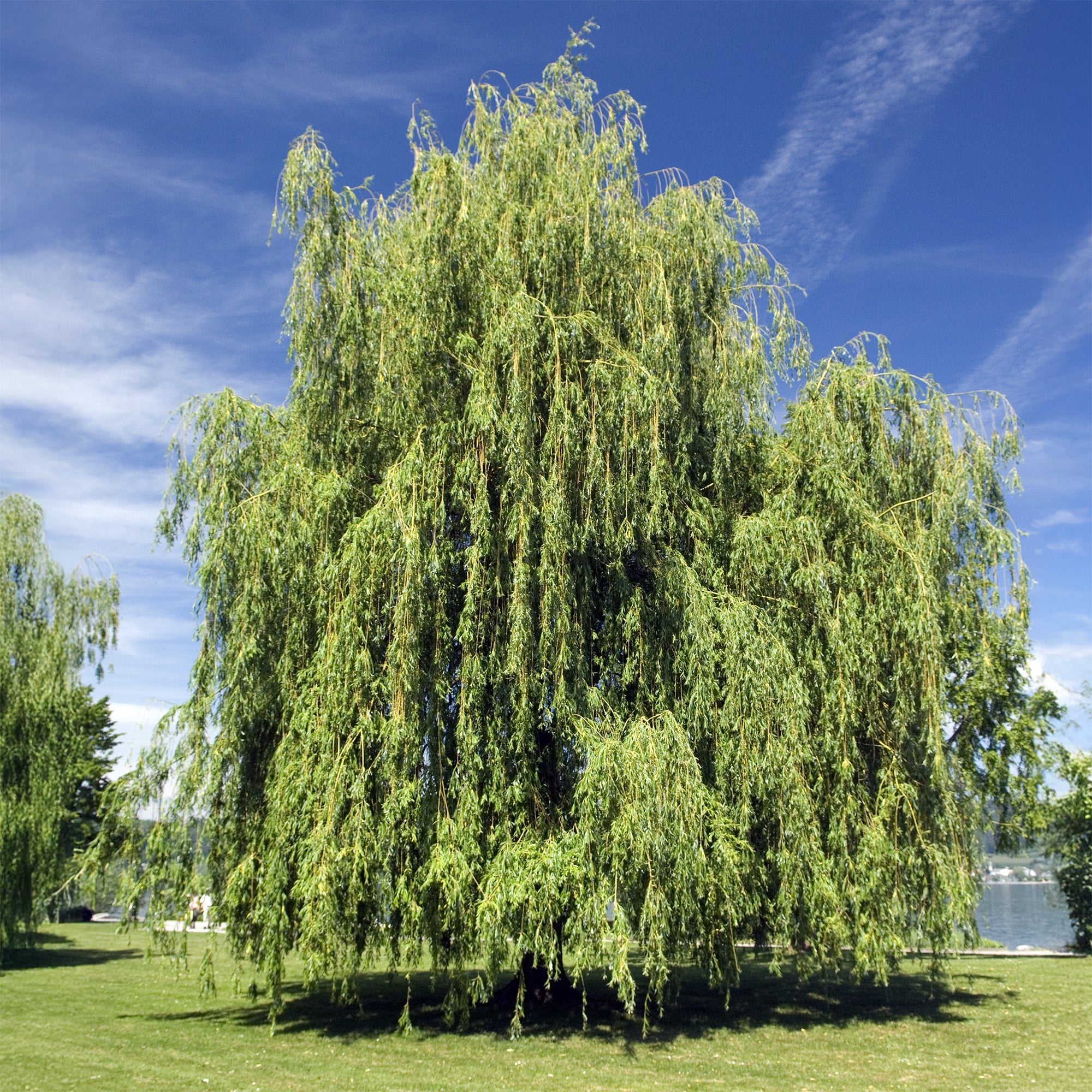 Treurwilg