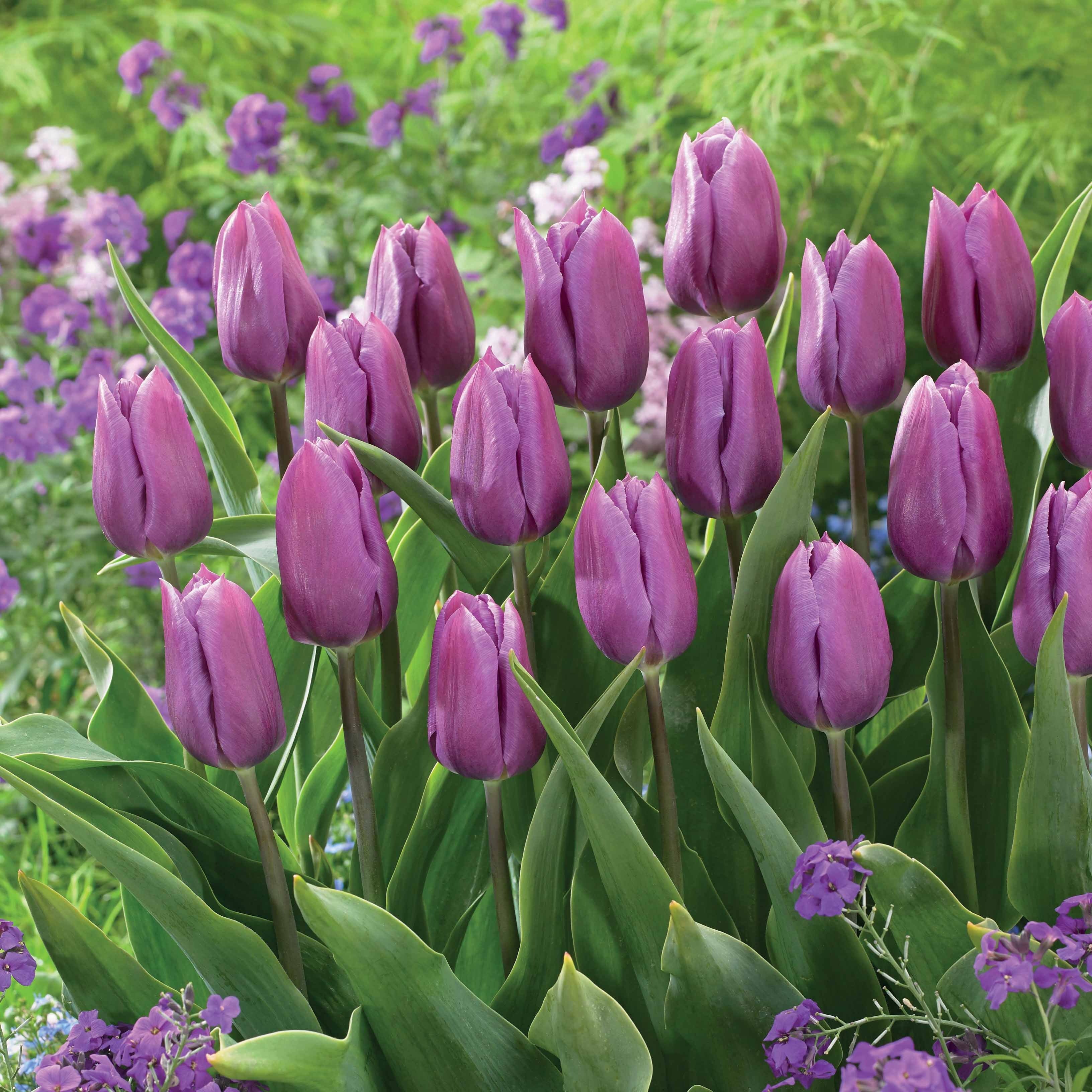 Triumph tulpen 'Blue beauty' (x10)