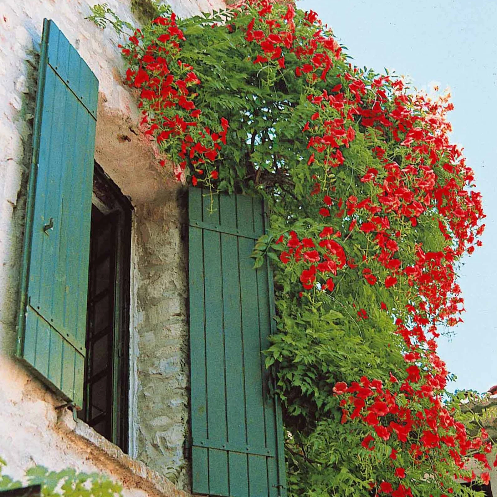 Trompetbloem 'Stromboli' - Image 2