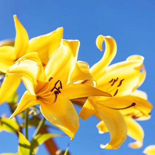 Trompetlelies Golden Splendour (x3)