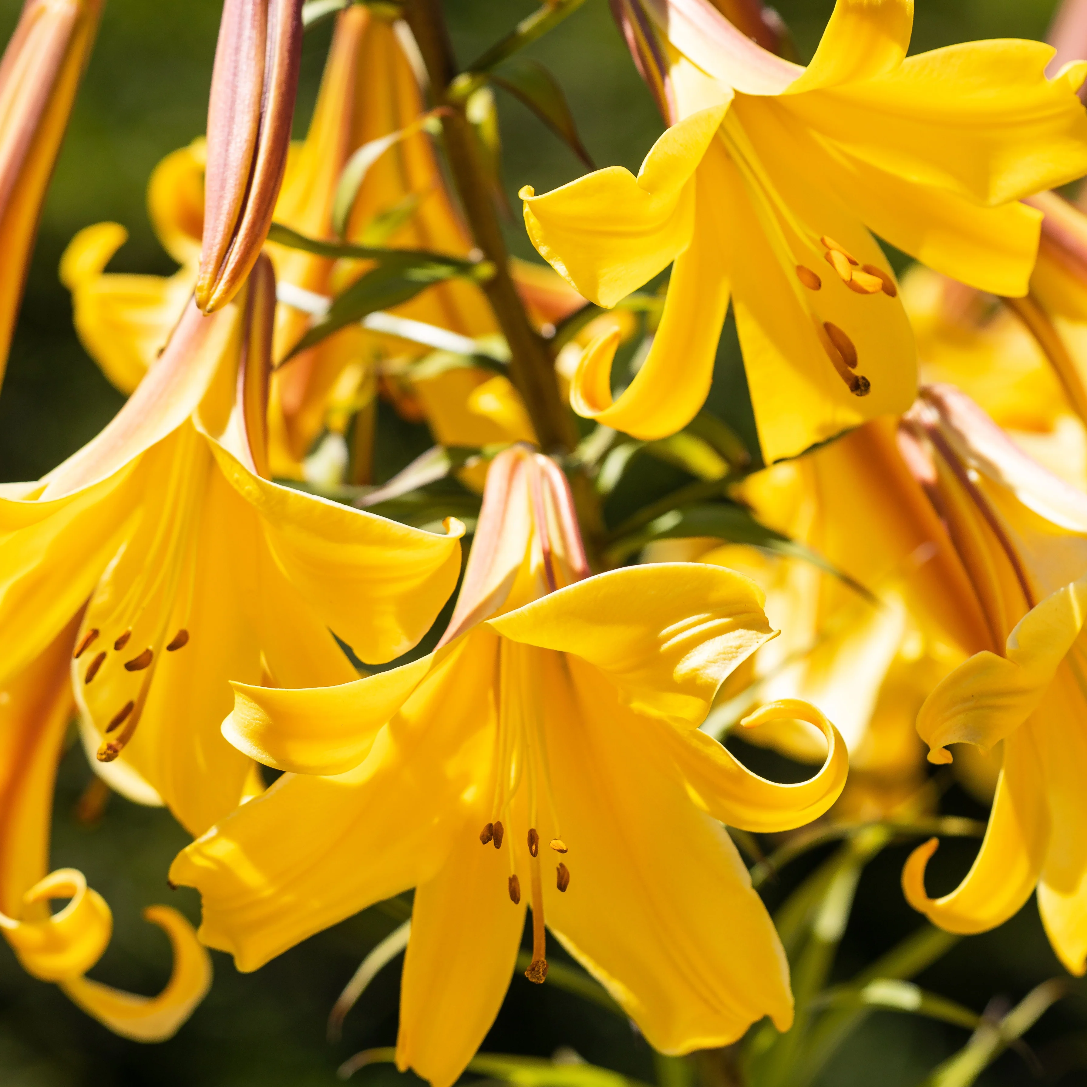 Trompetlelies Golden Splendour (x3) - Image 2