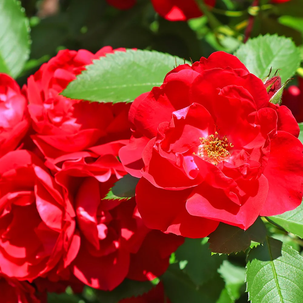 Trosroos - rood - Image 2